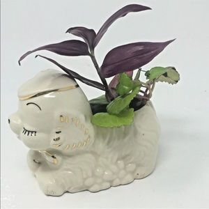 Miniature Lamb Succulent White Planter ❤️